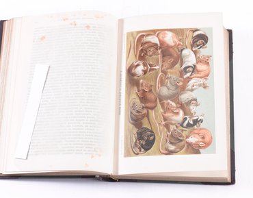 None